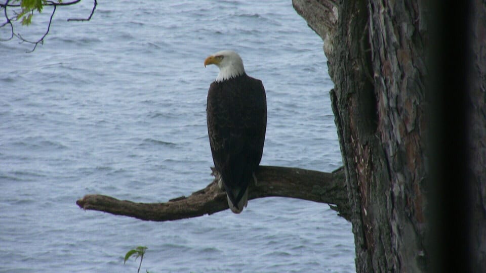 This picture was taken in the living room thru the window over the sofa