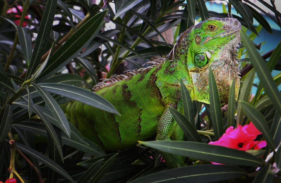 Iguana that lives on the property