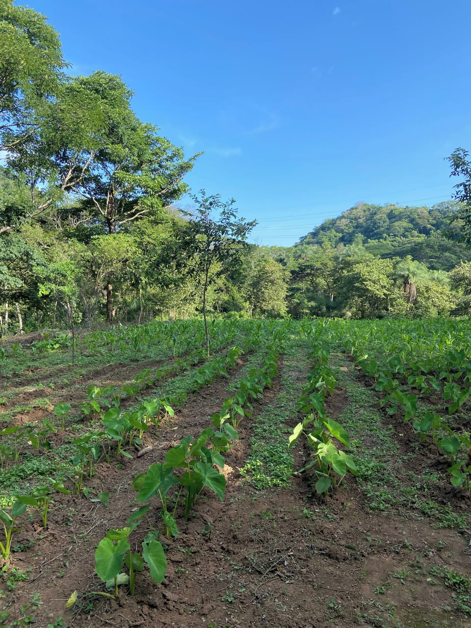 Rice, beans, corn, root veggies & more we have planted July 2025.