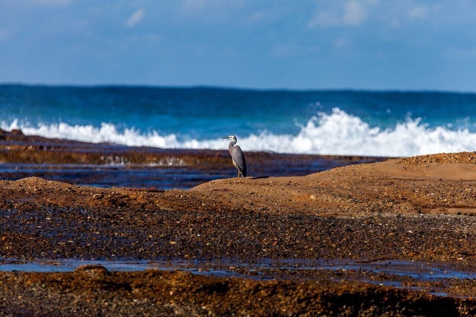 Cormorant on the rock pool