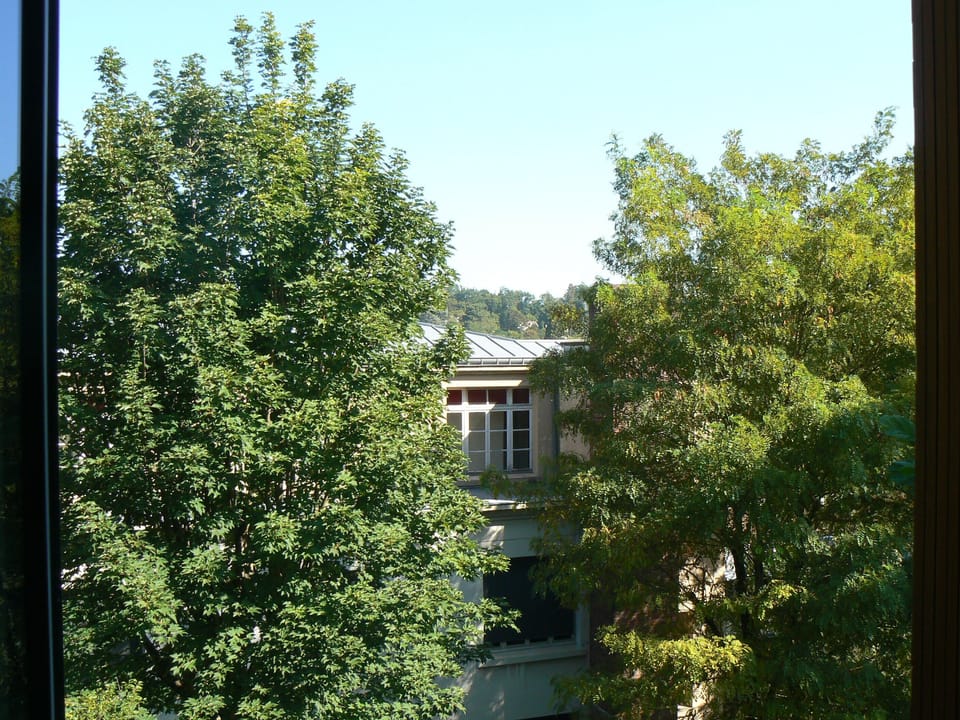 View of the trees from the one room apartment