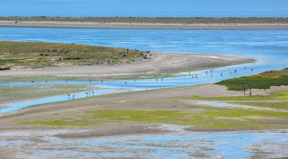 Herons in the lagoon at low tide