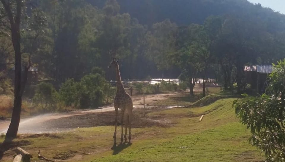 Game viewing