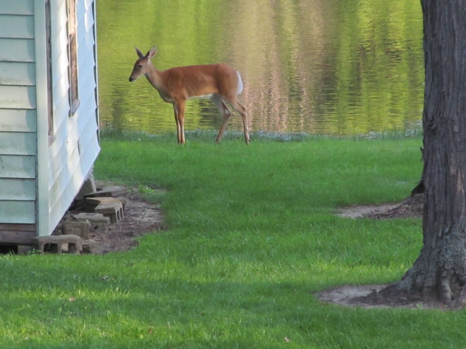 It's a bet you'll see wildlife.  