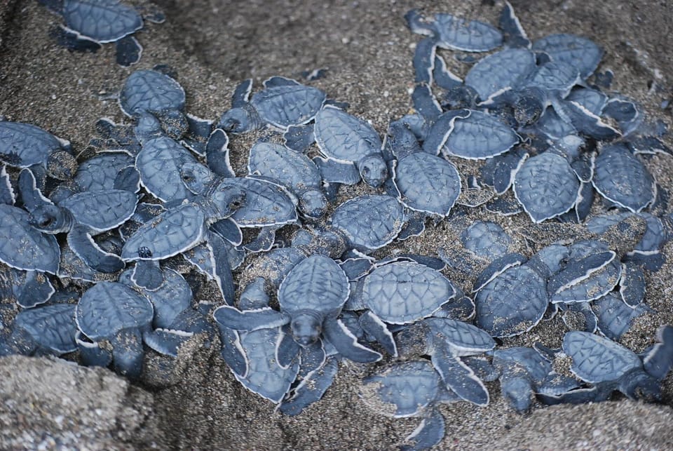 The Turtles are hatching!! To the Beach, where we  release them into the ocean!