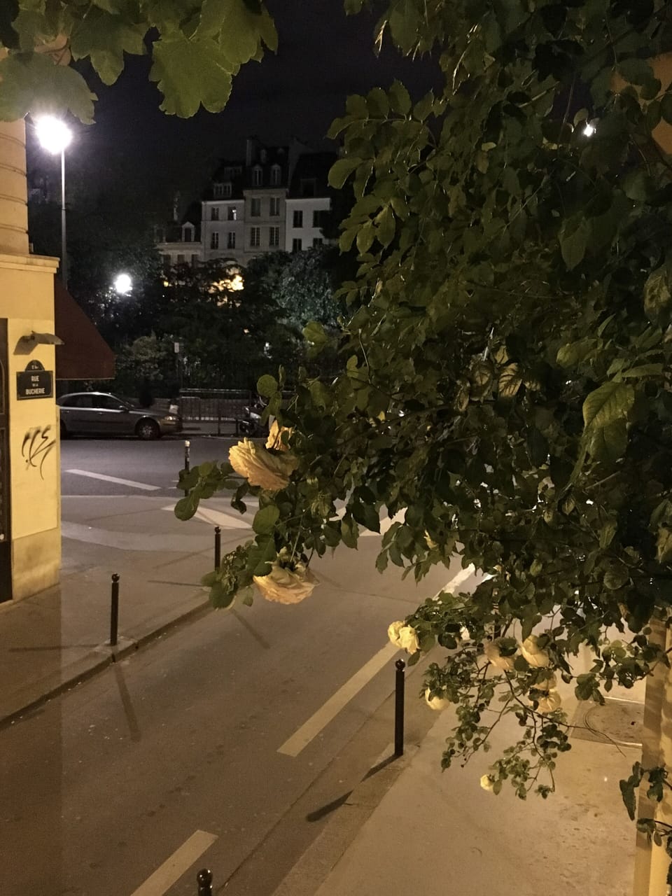 The quiet street, and roses from the terrace