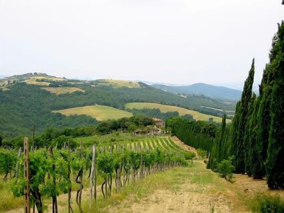 ...grapes vines walking around...
