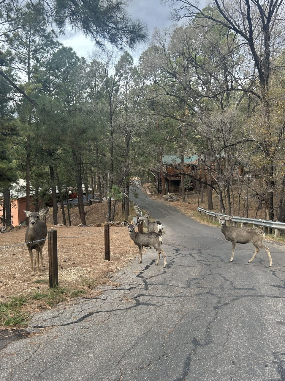 Wildlife on property