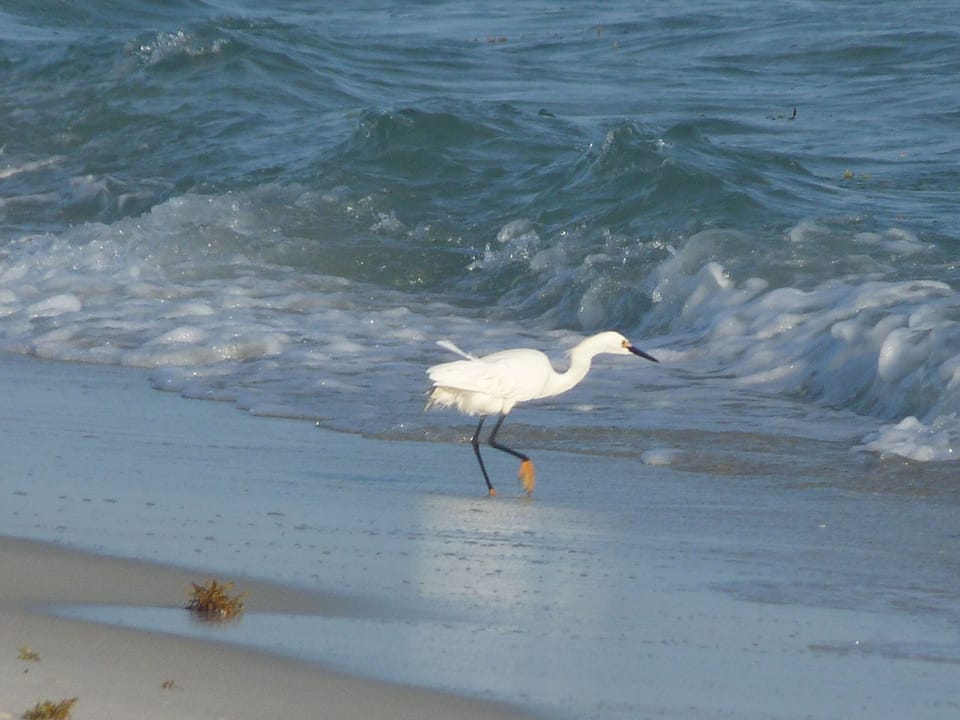 Be sure to bring your camera to the beach.  Always new sights.
