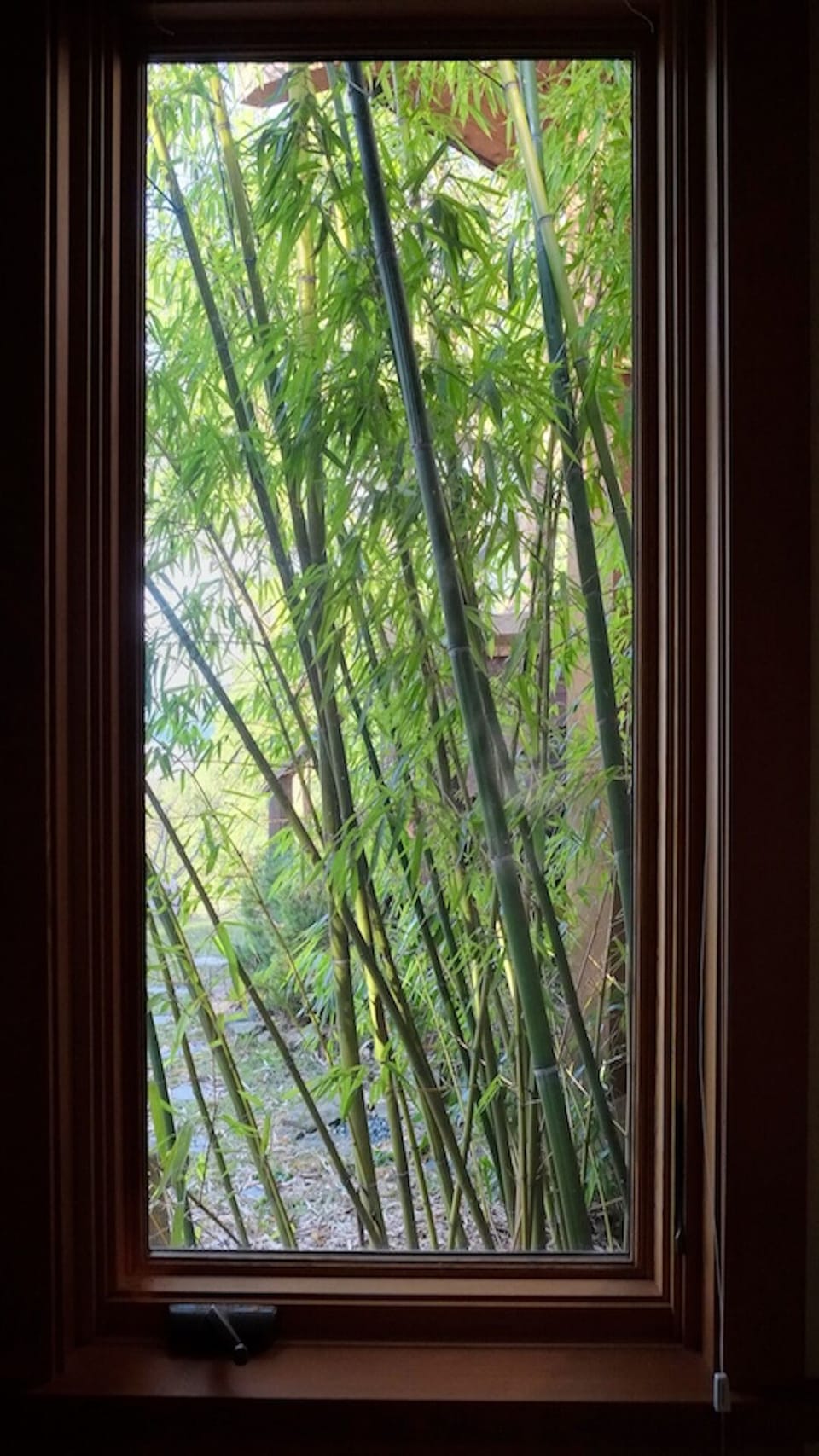 Bamboo off the entry..