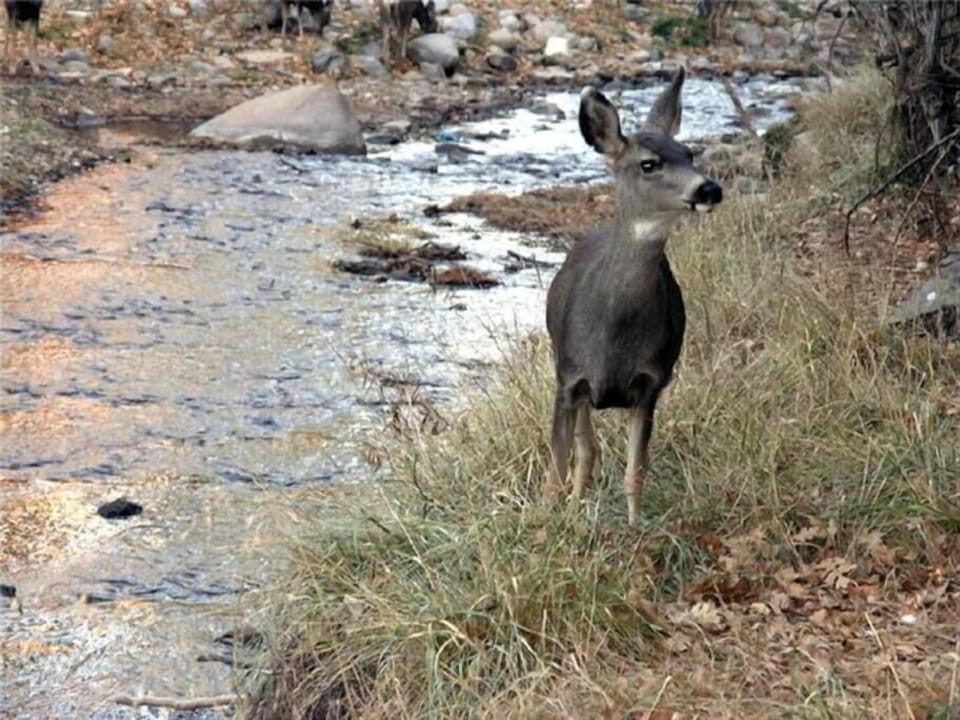 Deer on alert in your backyard