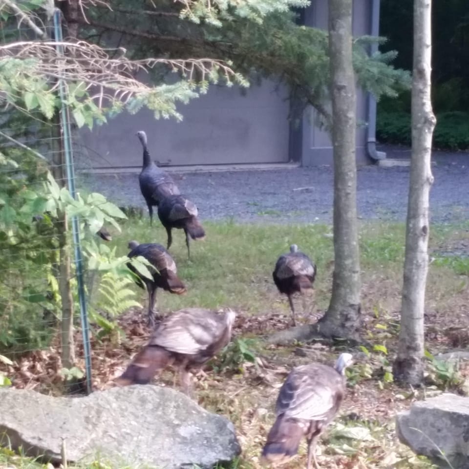 Wild Turkeys