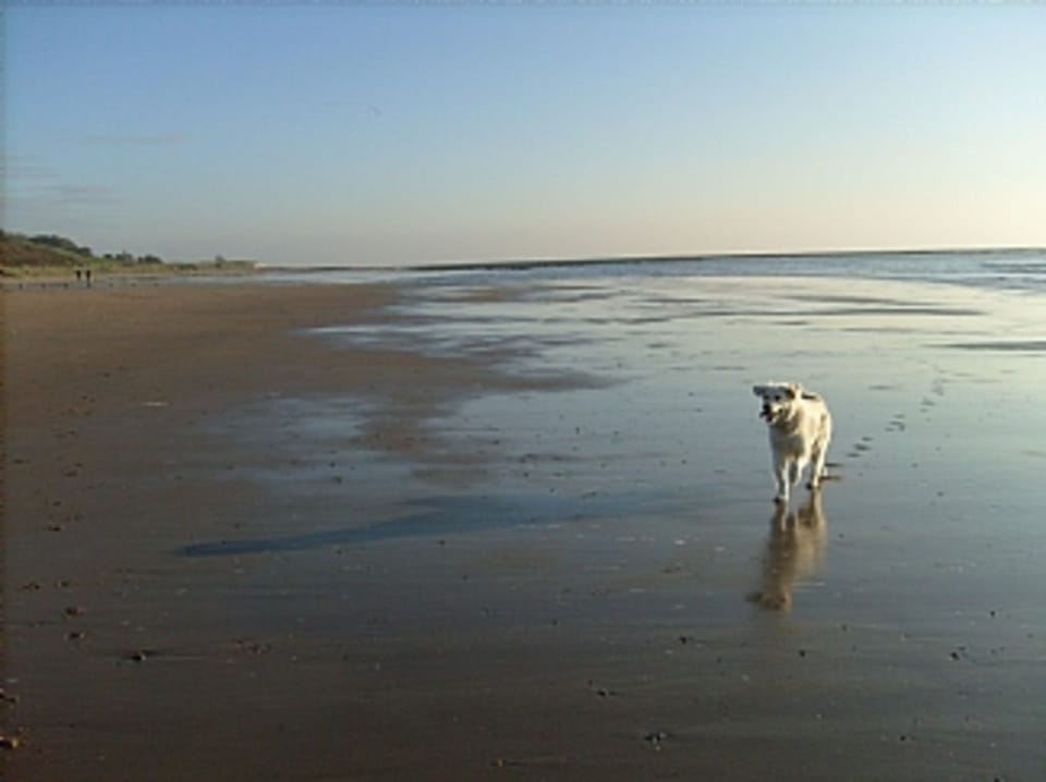 Walkies on the beach