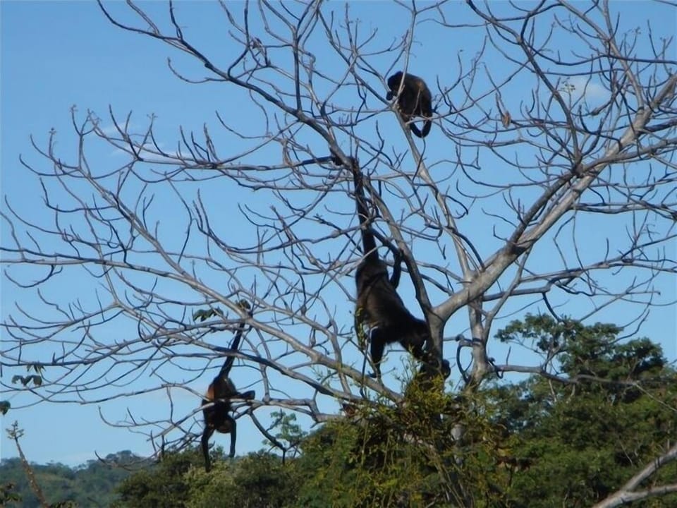 Howlers - they come daily to say "hi!"