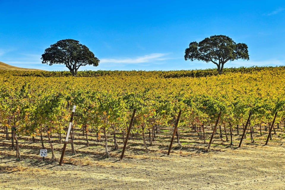 Nearby Vineyard