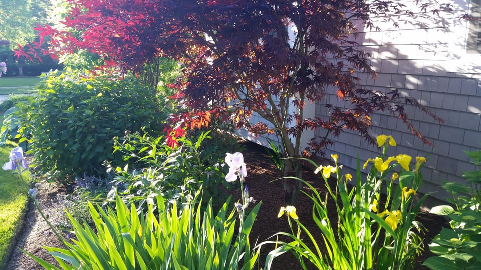More front yard flower beds...