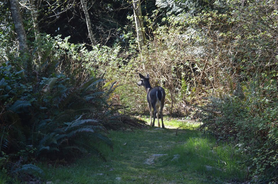 A deer on gratitude walk, a path through our property