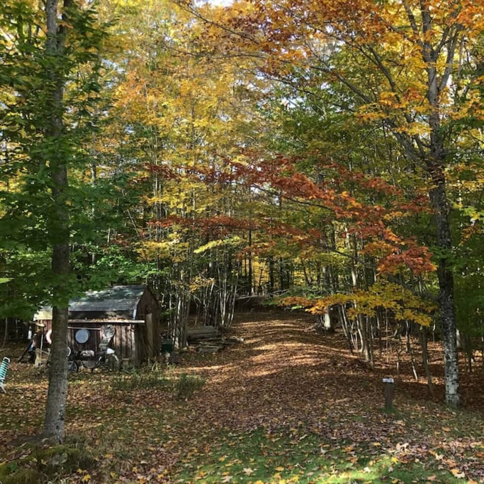 Beautiful fall leave along this trail