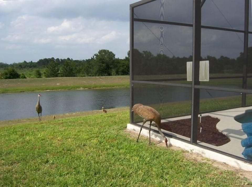 Back yard view - Sand crane family