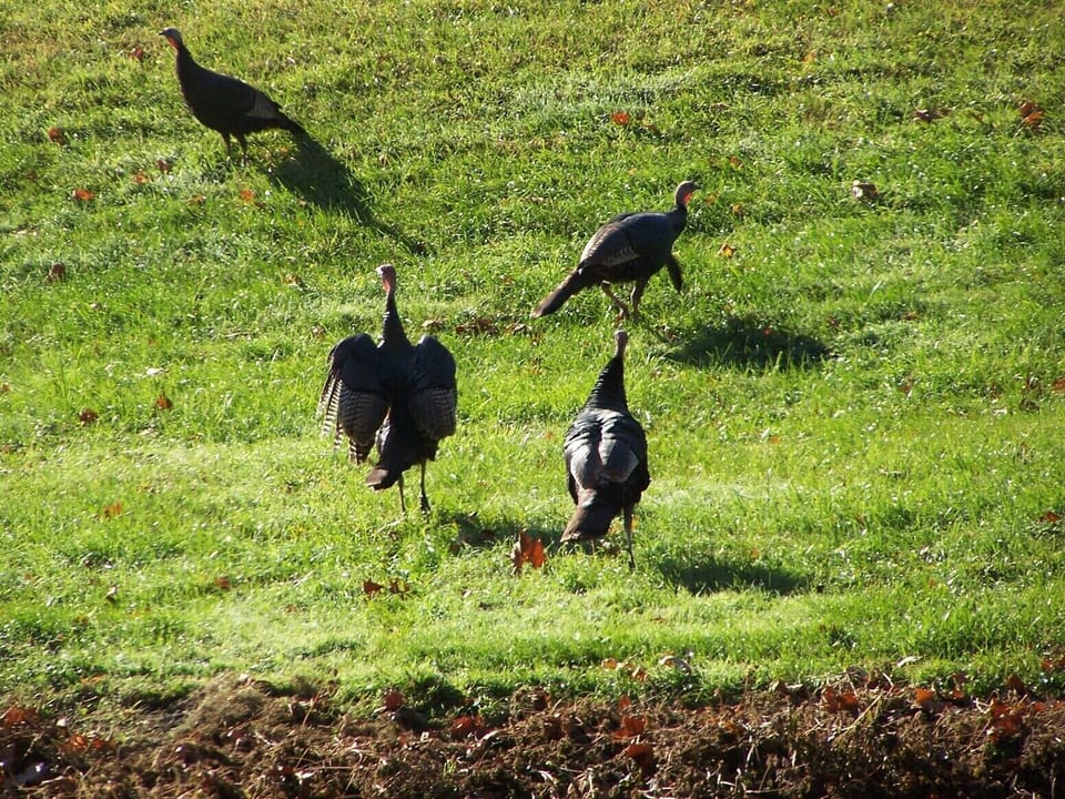 Wild turkey