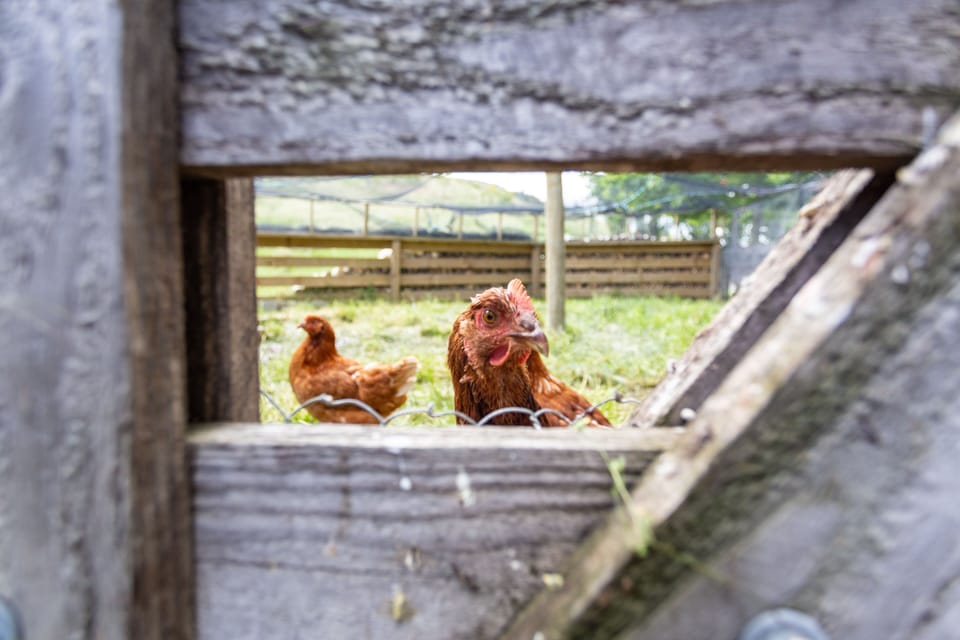 Our own free range eggs for breakfast
