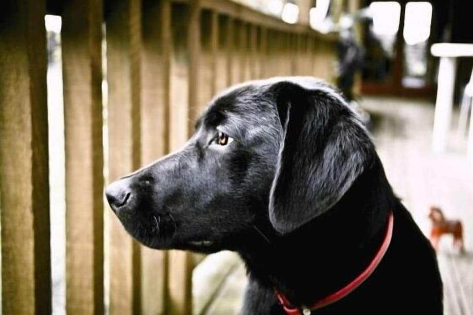 Nika the dog