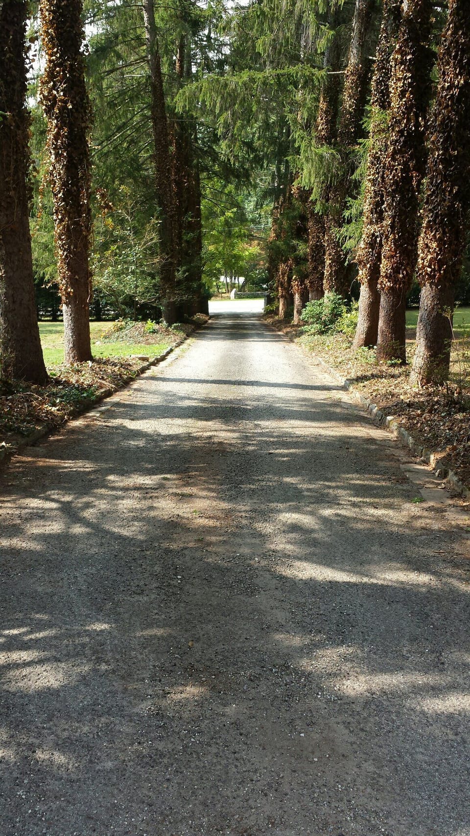 Magnificent Norwegian Pines greet you