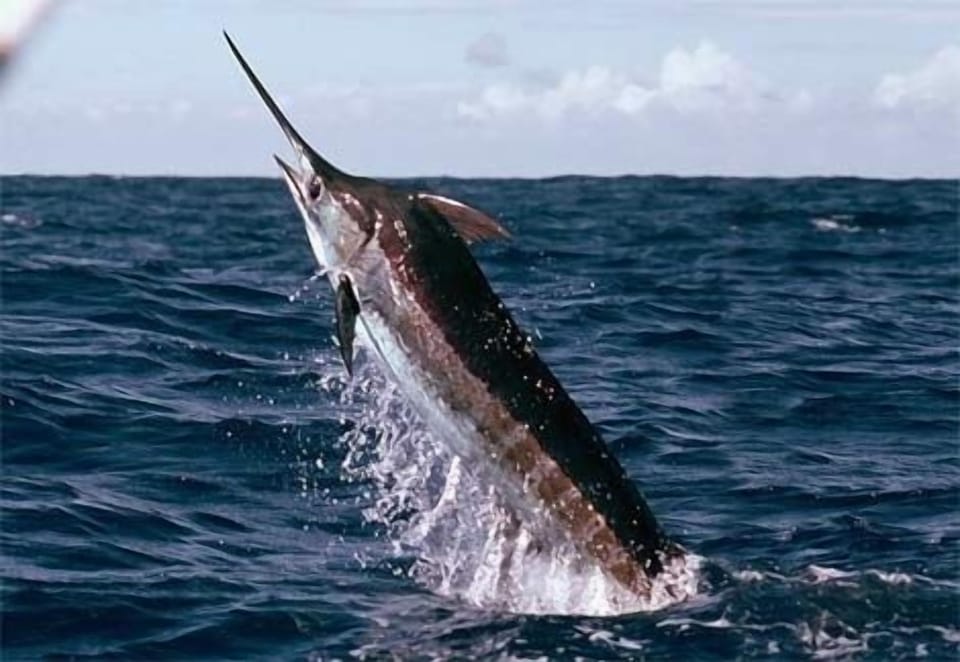 Come visit Priate's Cove where the Big Blue Marlin and Bluefin Tuna call home..