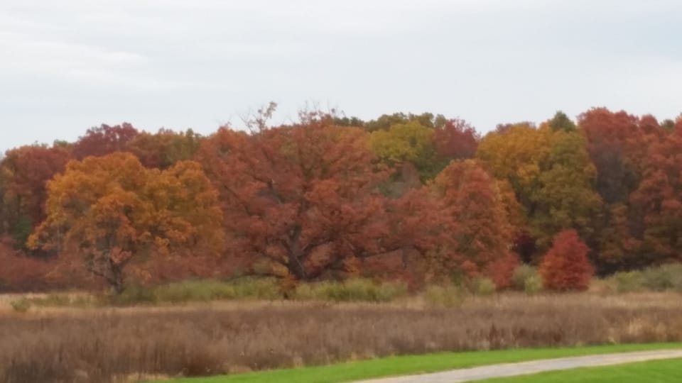 Fall on the farm. This view is from the pool.