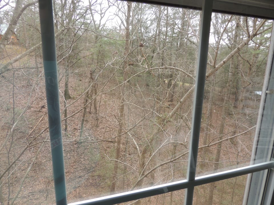 A view from the back porch in early spring.