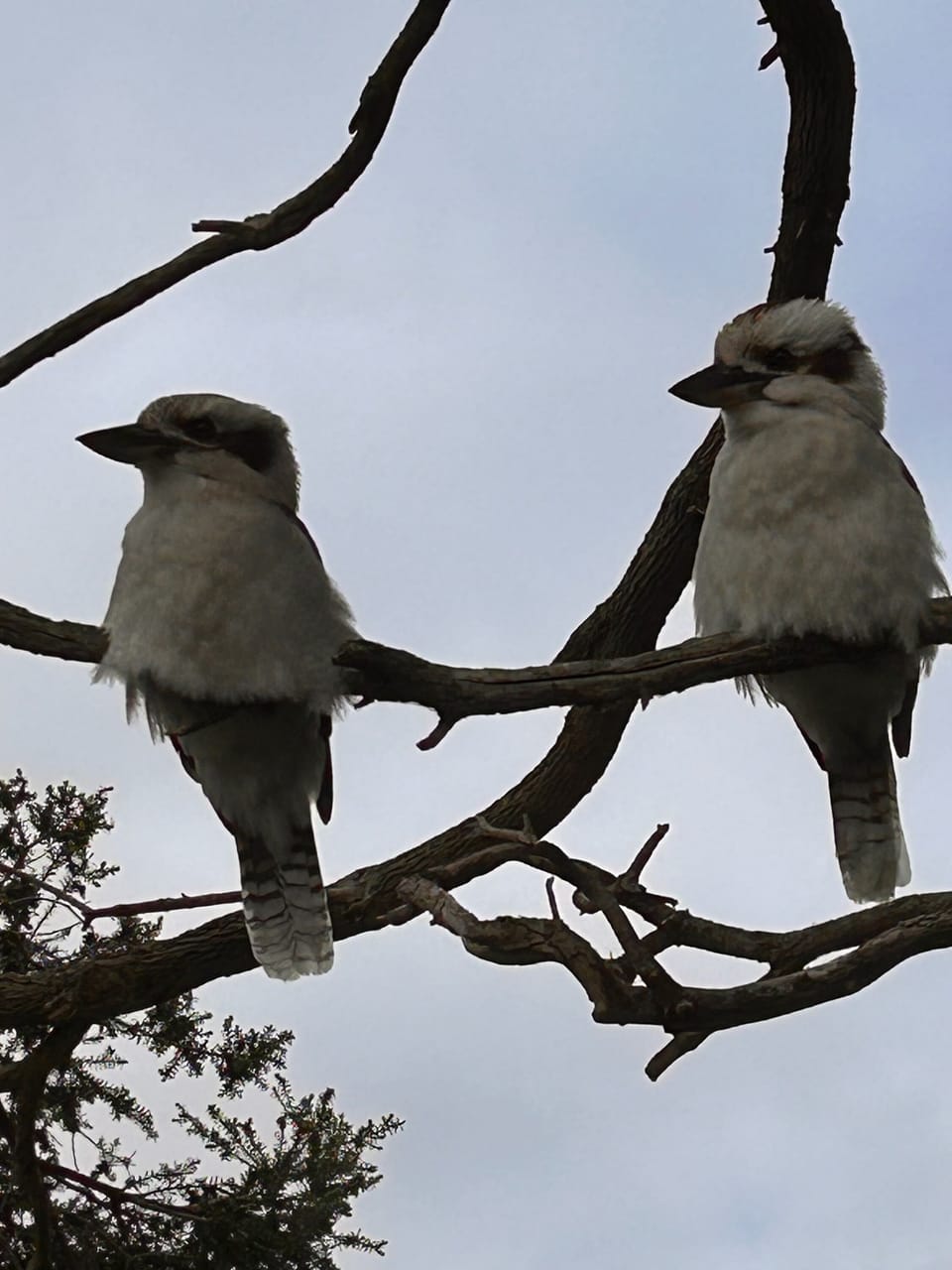 Our resident kookaburras 