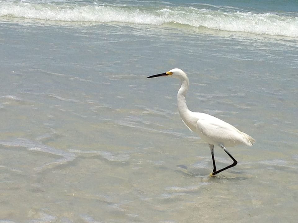 Sharing our beach!