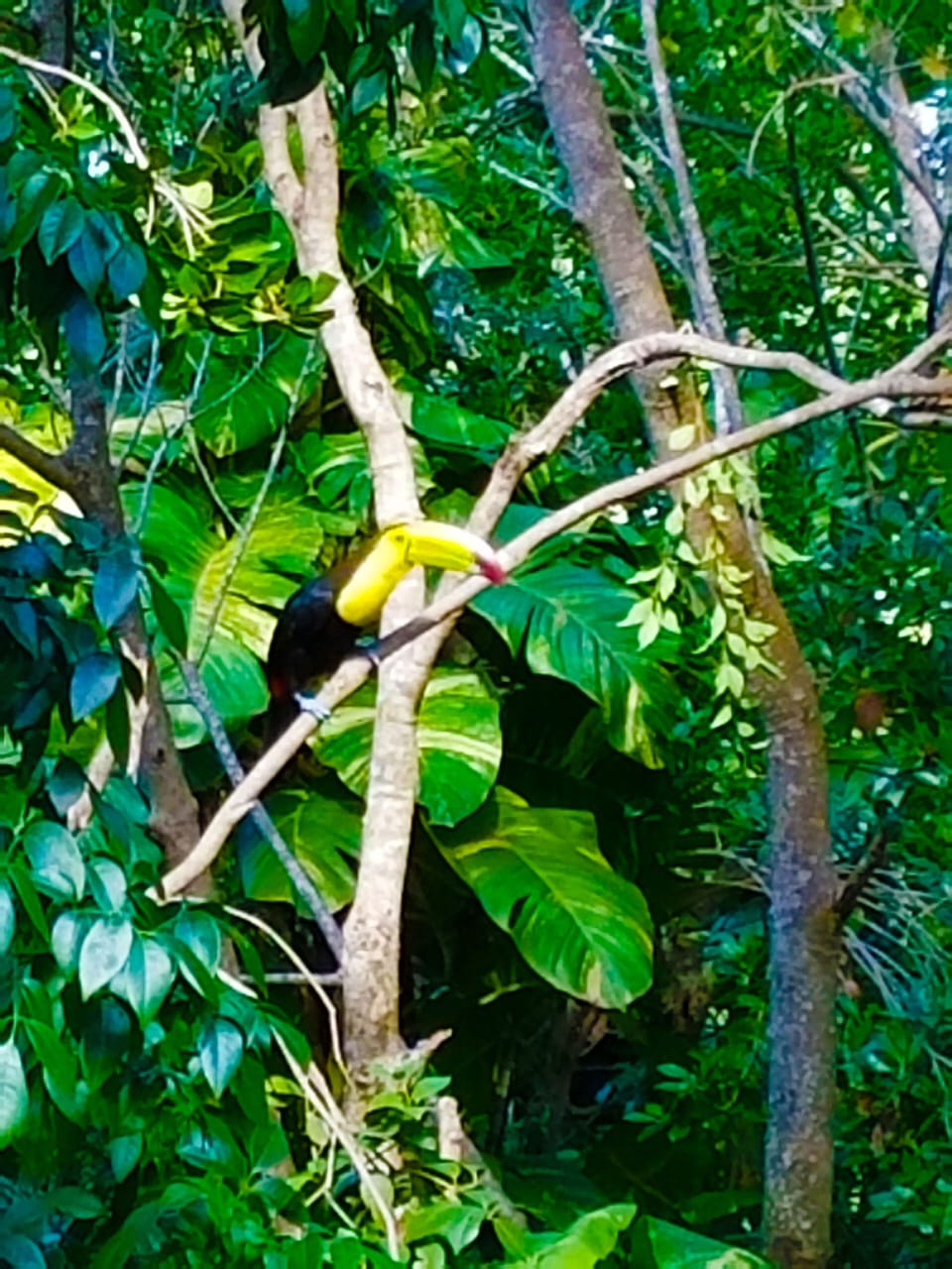 Not only monkeys are a daily visit! If lucky you may spot other exotic wildlife!