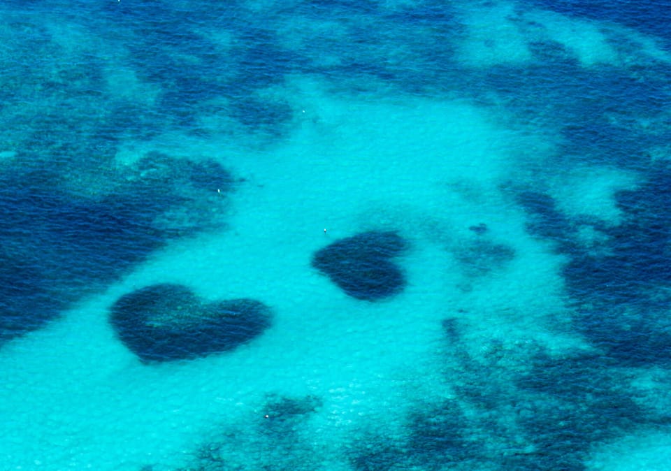 These are right off our beach! 