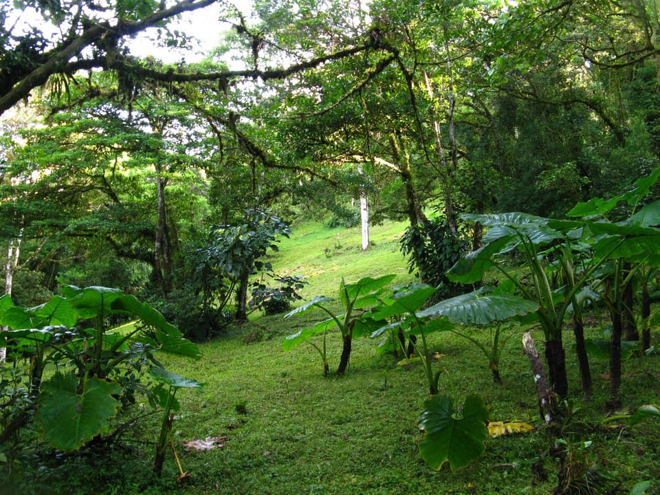 A portion of the large clearing in front of house. 