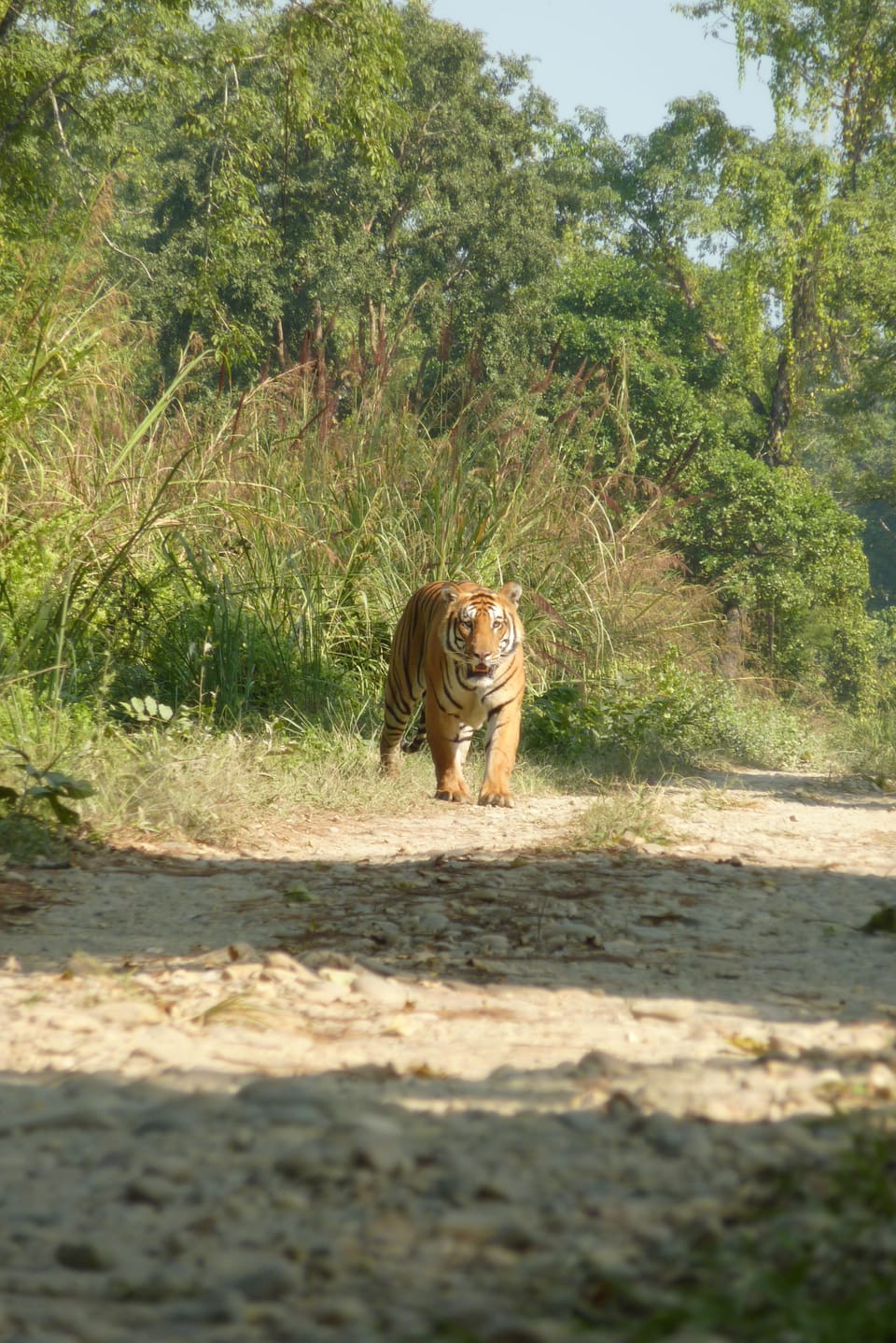 Game viewing
