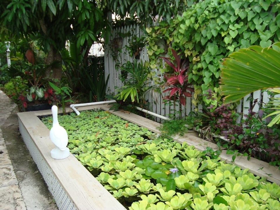 Observe the Lily and Koi Fish Pond