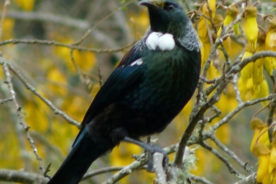 Beautiful native bird the Tui seen from our deck