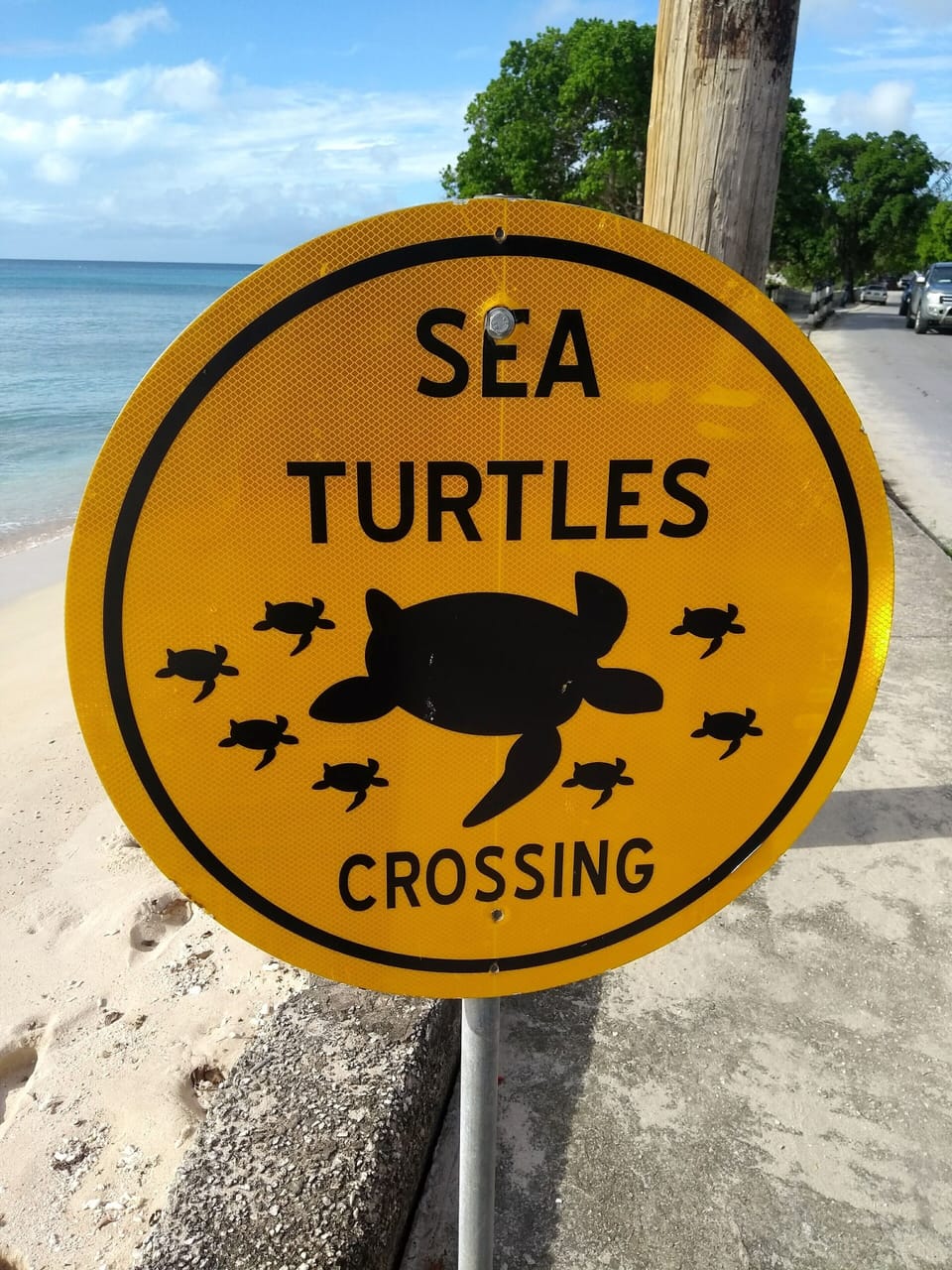 Watch out for turtles.