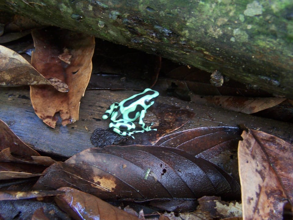 Green and black poison dart frog at Geckoes garden. Geckoes Lodge, Puerto Viejo