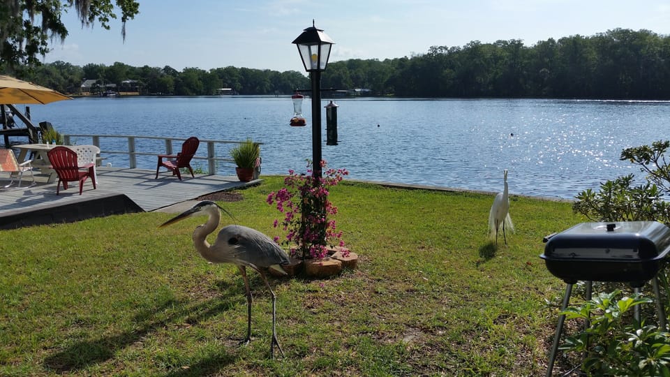 Bird friends visit almost every day.