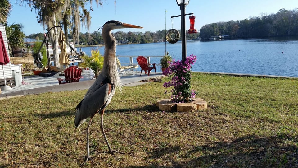 Friendly Herons visit almost every day.