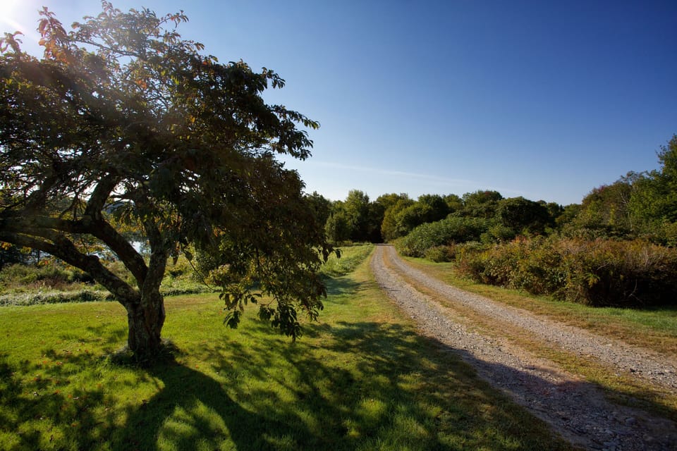 Driveway to Tamarack Cottage