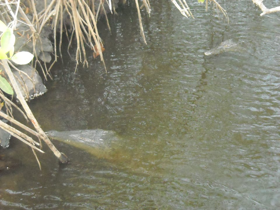 crocs from bridge in local mangrove creek