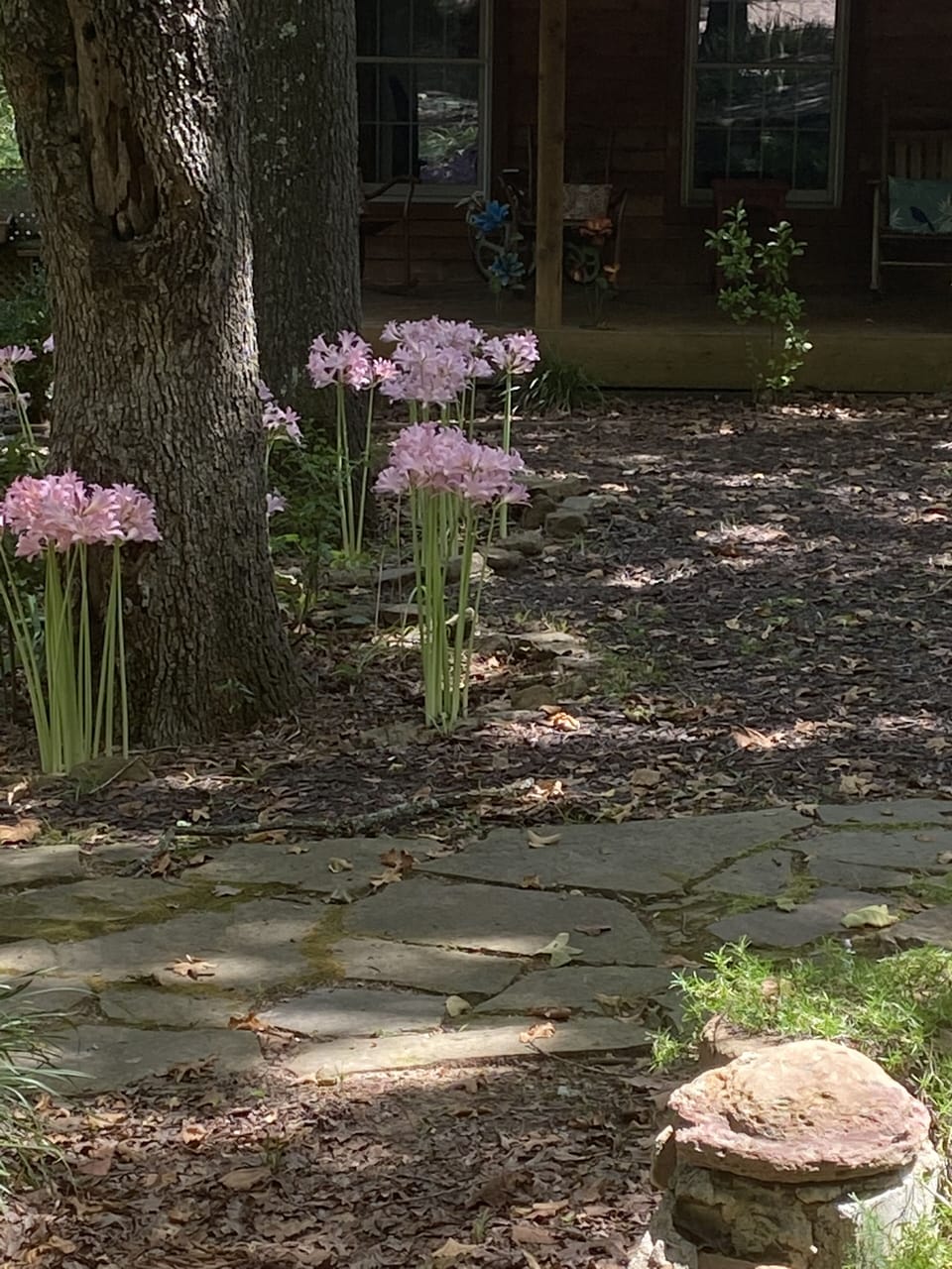Some lovely lilies that are currently in full bloom at the Lakehouse (8/20)! 