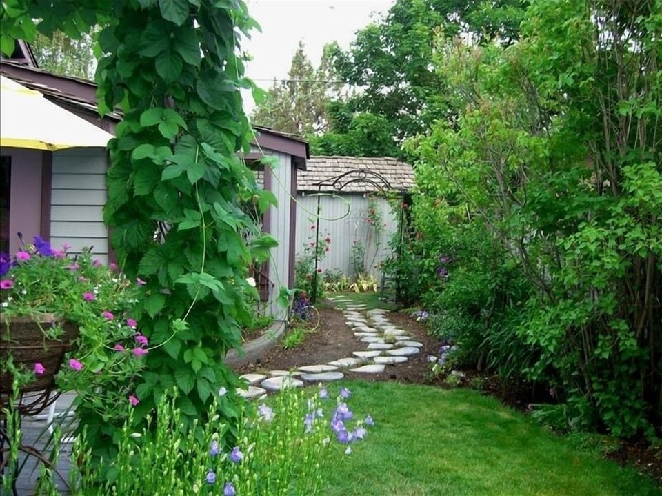 Side Yard in Summer
