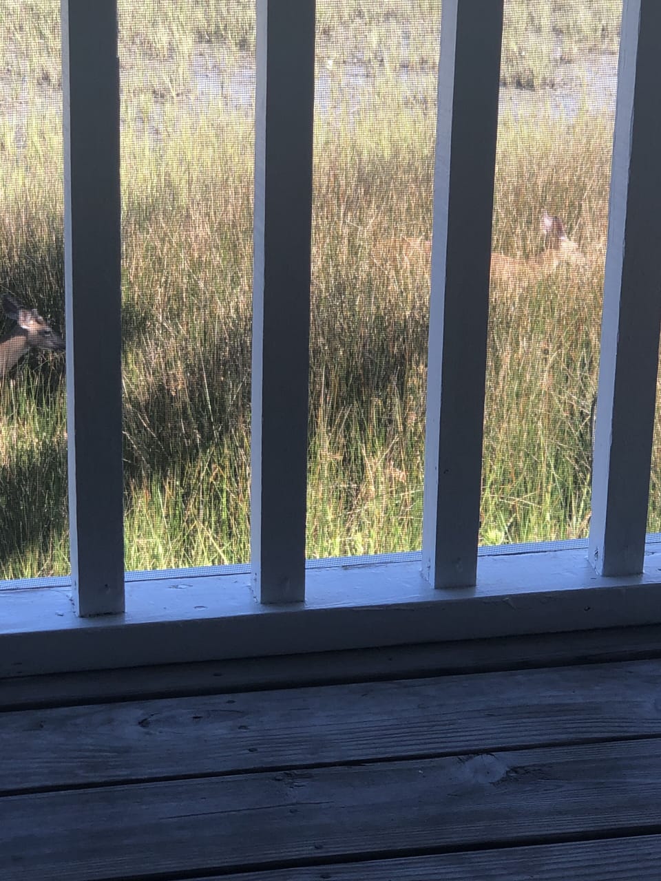 Images of Deer from Back Porch in Morning