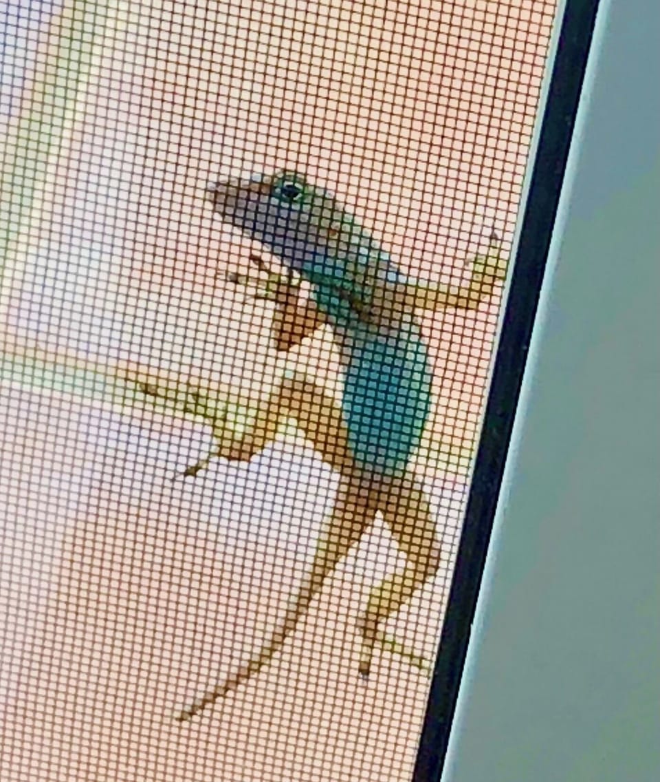 My anole friends wanting to know what I'm doing