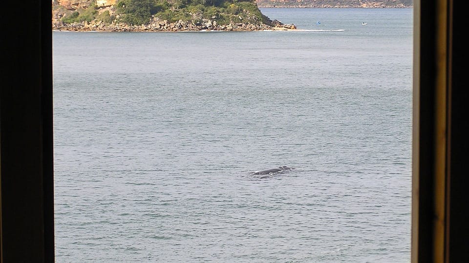 Whales cruising by