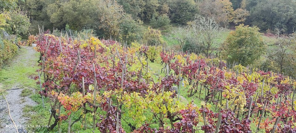 vineyard 